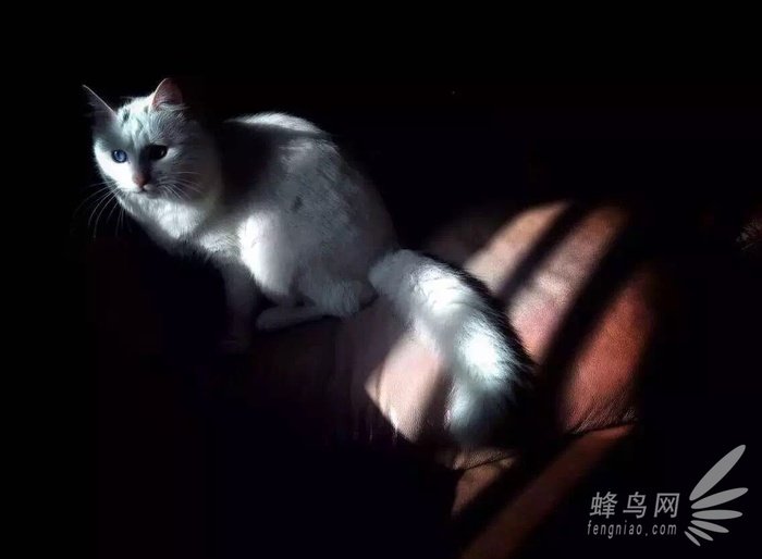 手机拍摄喵咪必备技巧