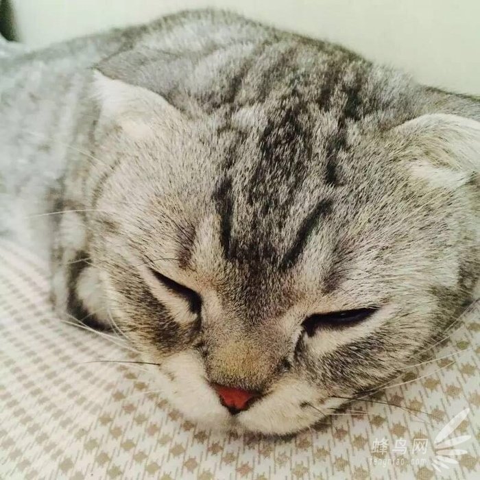 手机拍摄喵咪必备技巧