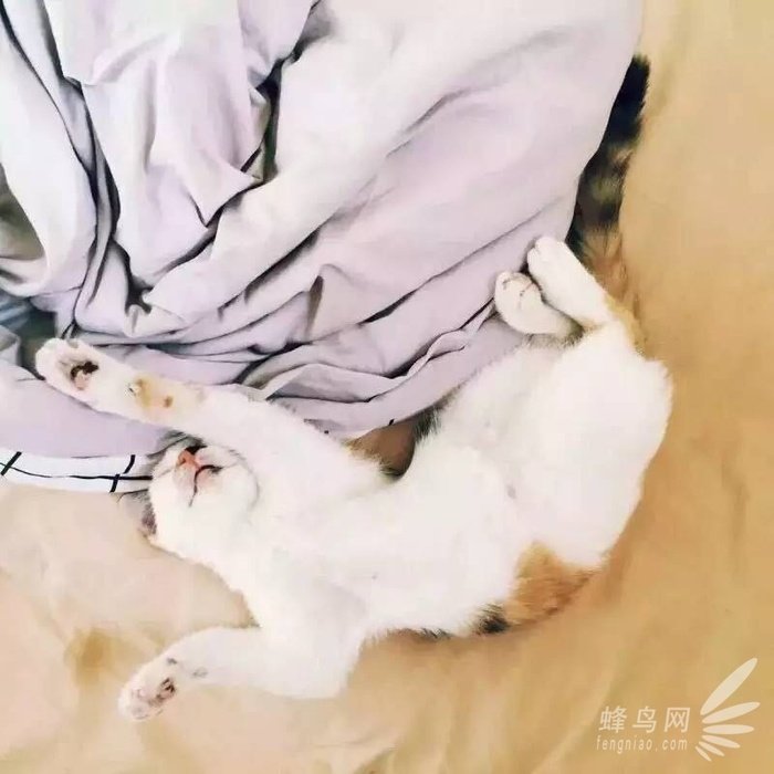 手机拍摄喵咪必备技巧