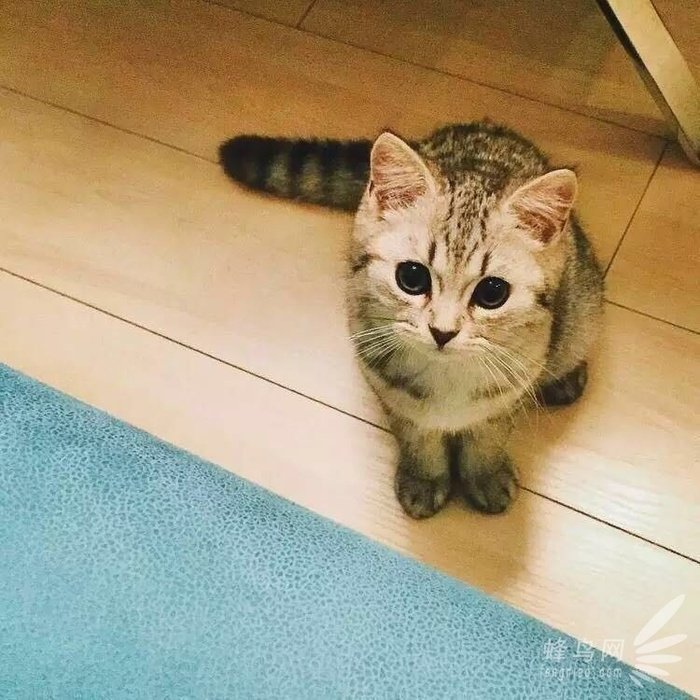 手机拍摄喵咪必备技巧