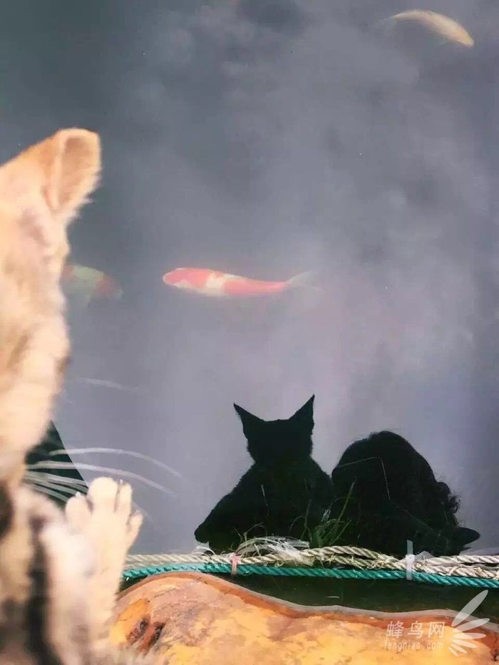 手机拍摄喵咪必备技巧