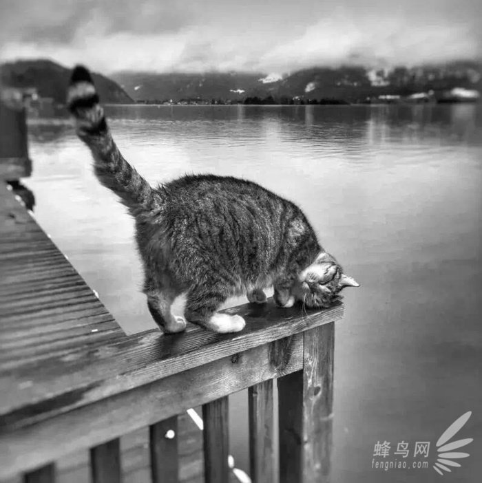 手机拍摄喵咪必备技巧