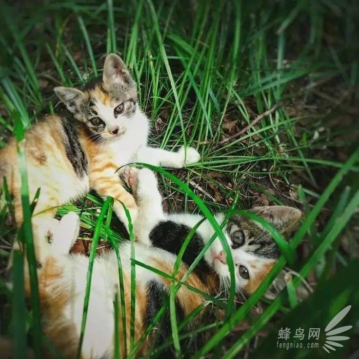 手机拍摄喵咪必备技巧