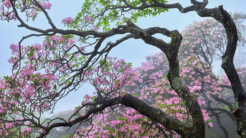 华顶国家森林公园:春观杜鹃夏避暑,秋看日出冬赏雪