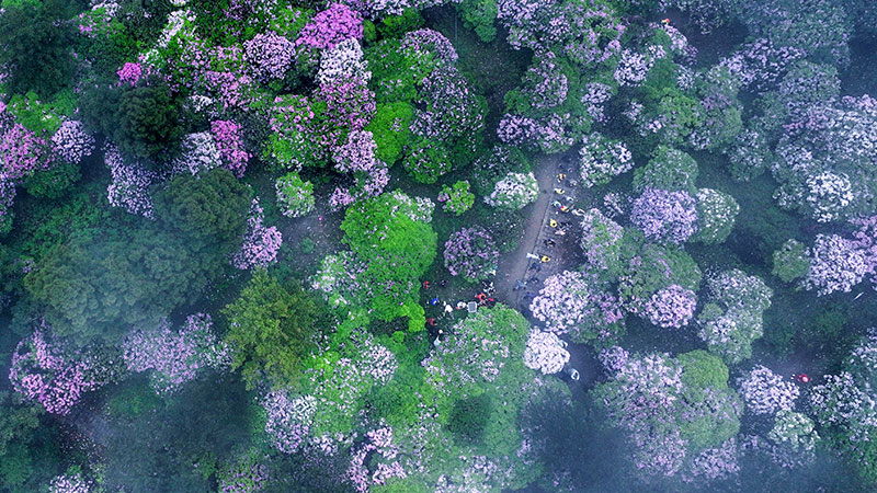 华顶国家森林公园:春观杜鹃夏避暑,秋看日出冬赏雪