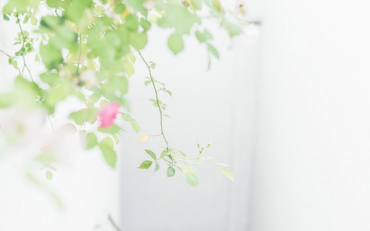 老太太Colles骨折就诊参谋太多拿不定主意