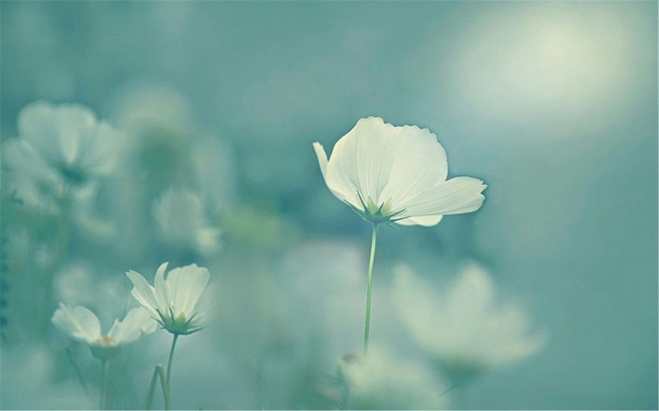 慢悠悠博客五周年纪念