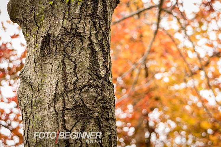 7个拍出漂亮秋天风景的技巧 7个拍出漂亮秋天风景的技巧