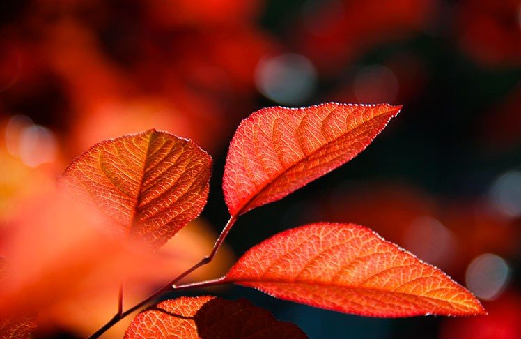 7个拍出漂亮秋天风景的技巧 7个拍出漂亮秋天风景的技巧