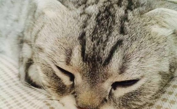 手机拍摄喵咪必备技巧