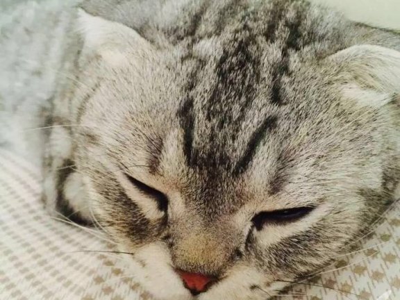 手机拍摄喵咪必备技巧