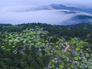 华顶国家森林公园：春观杜鹃夏避暑，秋看日出冬赏雪