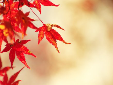 游佛陇岗，赏五花秋色